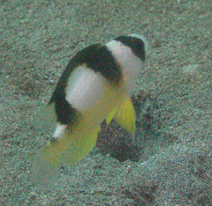 Amblypomacentrus breviceps
