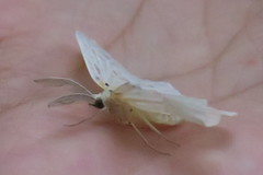 Genusa bigutta