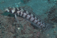 Parapercis tetracantha