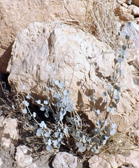 Pergularia tomentosa