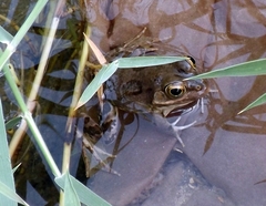 Pelophylax saharicus