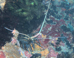 Panulirus versicolor