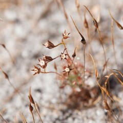 Drosera patens