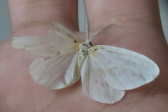 Genusa bigutta