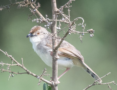 Cisticola
