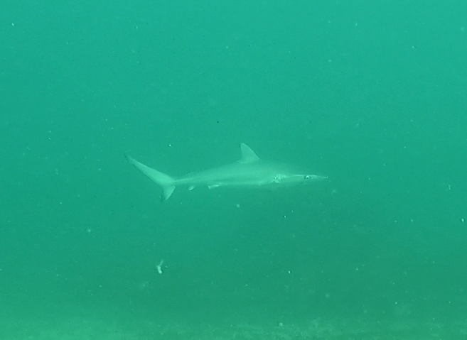 Dusky shark swimming in green water, seen from the side