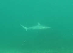 Carcharhinus obscurus