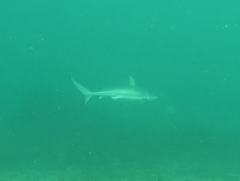 Carcharhinus obscurus