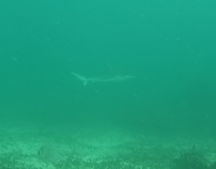 Carcharhinus obscurus
