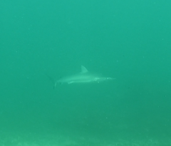 Carcharhinus obscurus