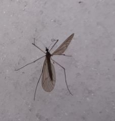 Trichocera annulata
