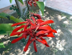 Erythrina crista-galli