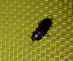 Uloma culinaris