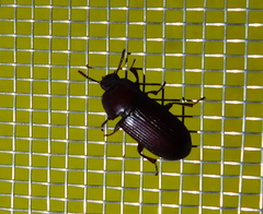 Uloma culinaris