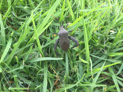 Acanthocephala femorata