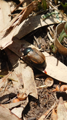 Anomala testaceipennis