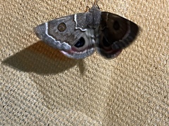 Carthaea saturnioides