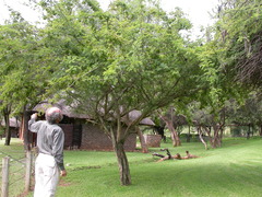 Dichrostachys cinerea