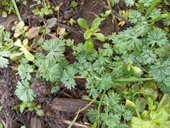 Alchemilla arvensis