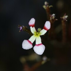 Stylidium utricularioides