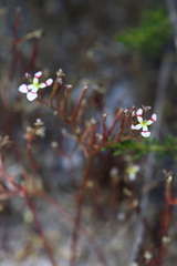 Stylidium utricularioides