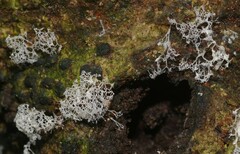 Ceratiomyxa