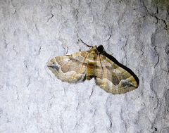 Pelurga comitata