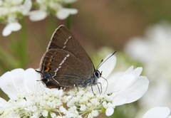 Satyrium spini
