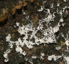 Ceratiomyxa