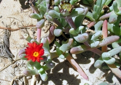 Malephora purpureocrocea