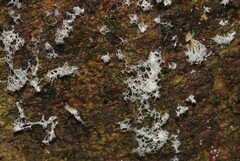 Ceratiomyxa