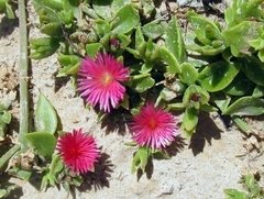 Mesembryanthemum cordifolium