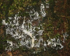 Ceratiomyxa