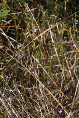 Lobelia tenuior