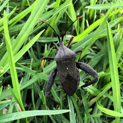 Acanthocephala femorata