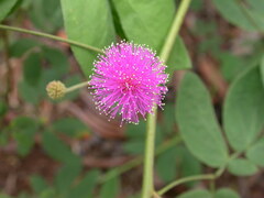 Mimosa sensitiva