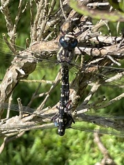 Austroaeschna multipunctata