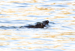 Hydromys chrysogaster