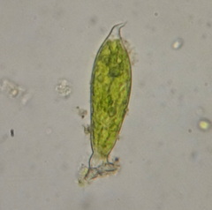 Oedogoniales