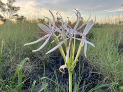 Crinum