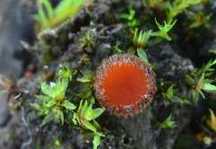 Scutellinia minor