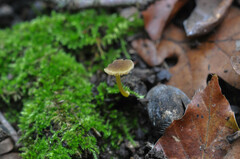 Pluteus romellii
