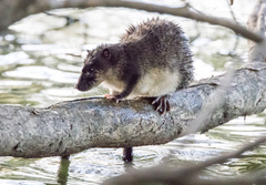 Hydromys chrysogaster