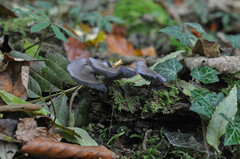 Entoloma euchroum