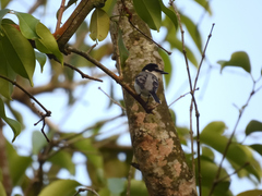 Pericrocotus divaricatus