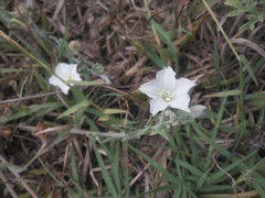 Convolvulus