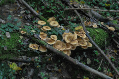 Armillaria cepistipes