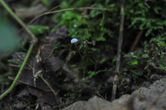 Rhizomarasmius setosus