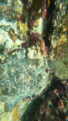 Chrysoblephus laticeps