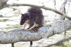Hydromys chrysogaster